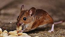 24 Hour & Emergency Exterminators in Village, CA